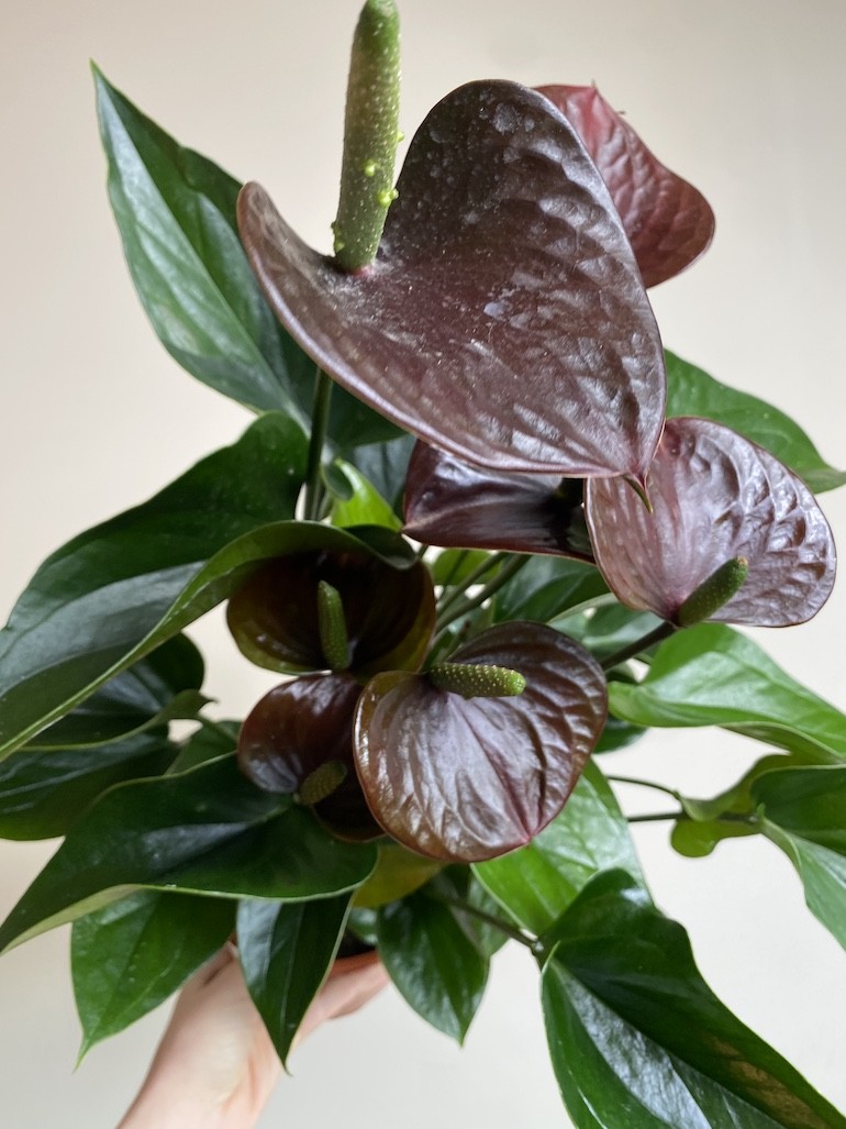 Anthurium Chocolate