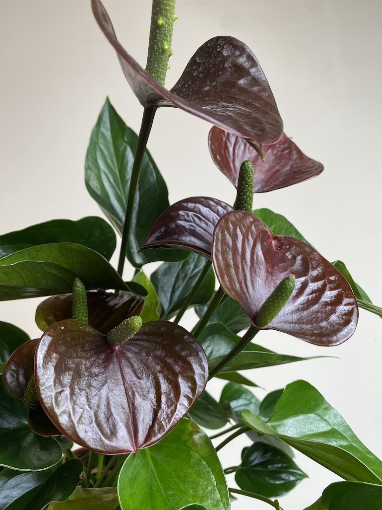 Anthurium Chocolate