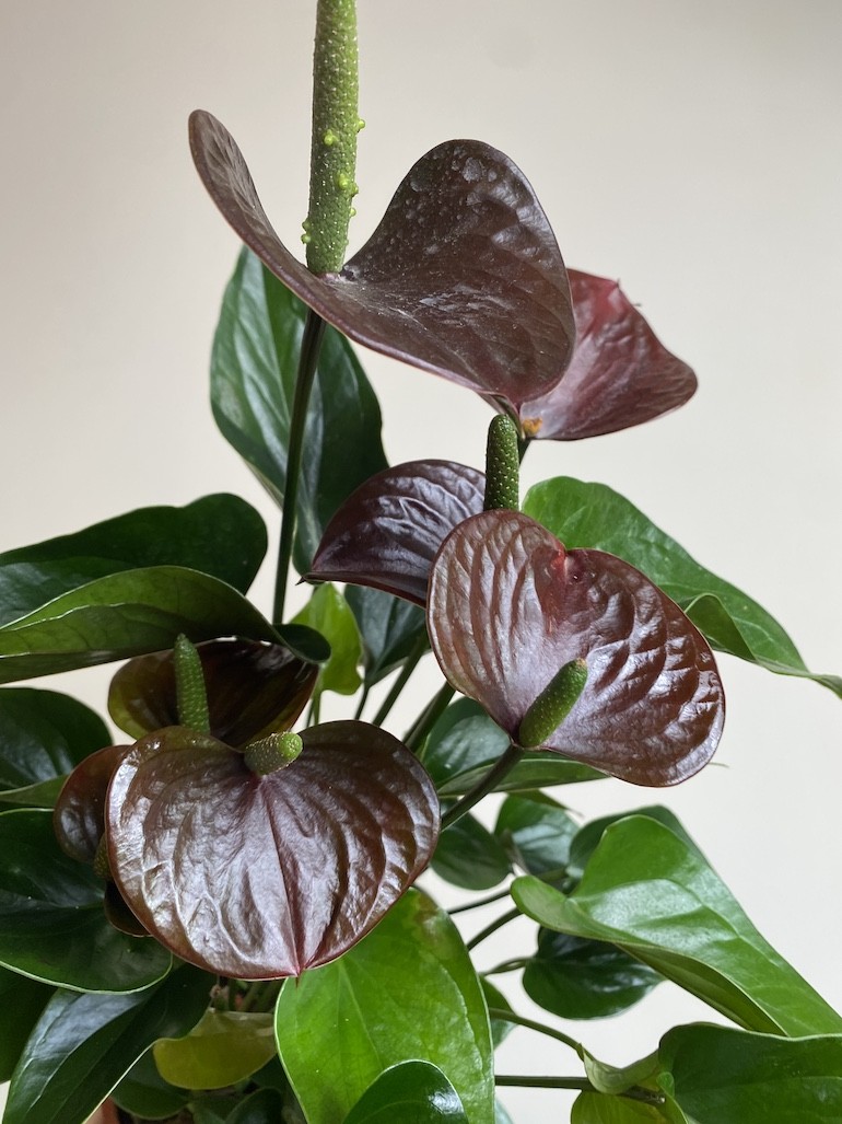 Anthurium Chocolate