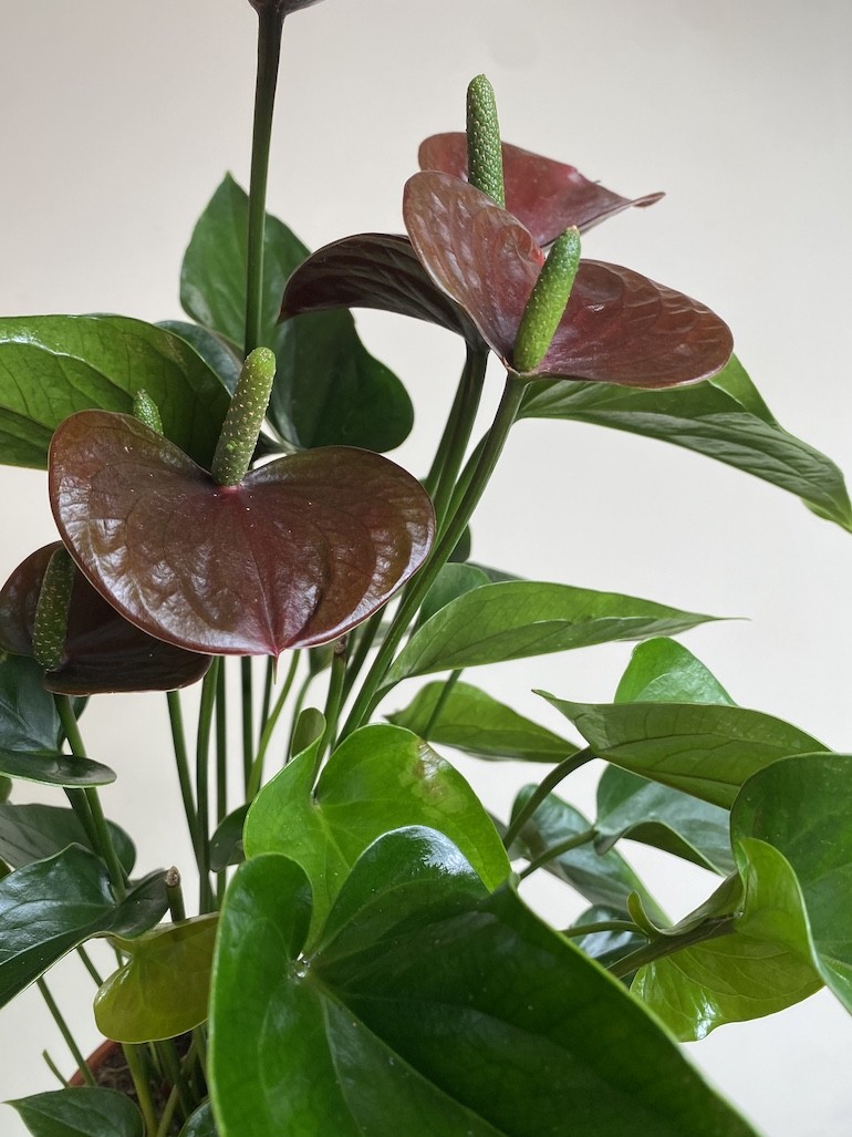 Anthurium Chocolate