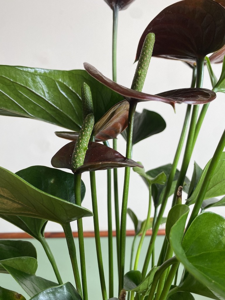 Anthurium Chocolate
