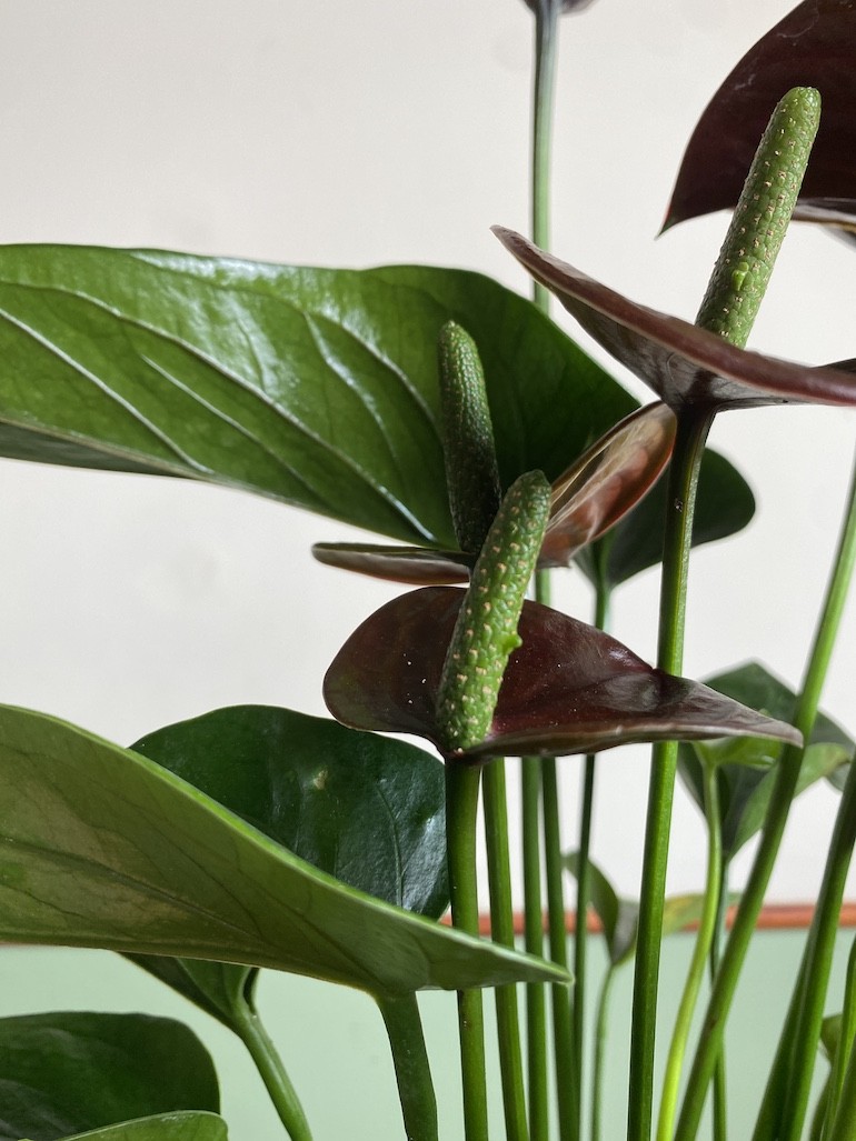Anthurium Chocolate