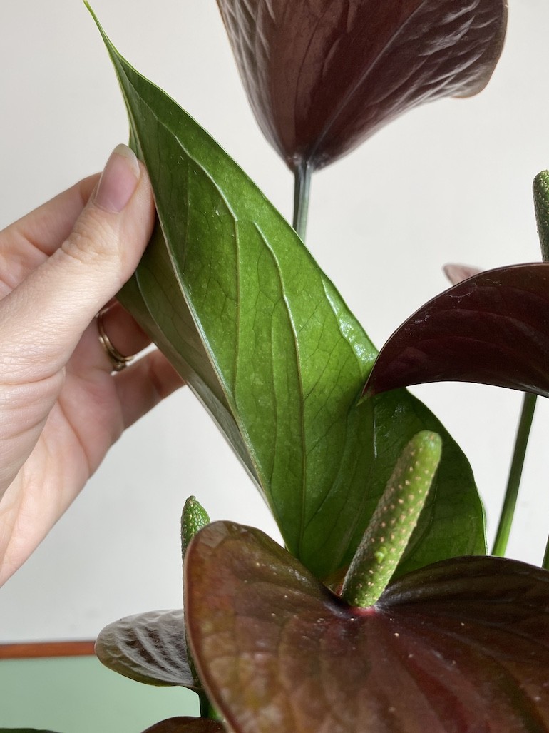 Anthurium Chocolate