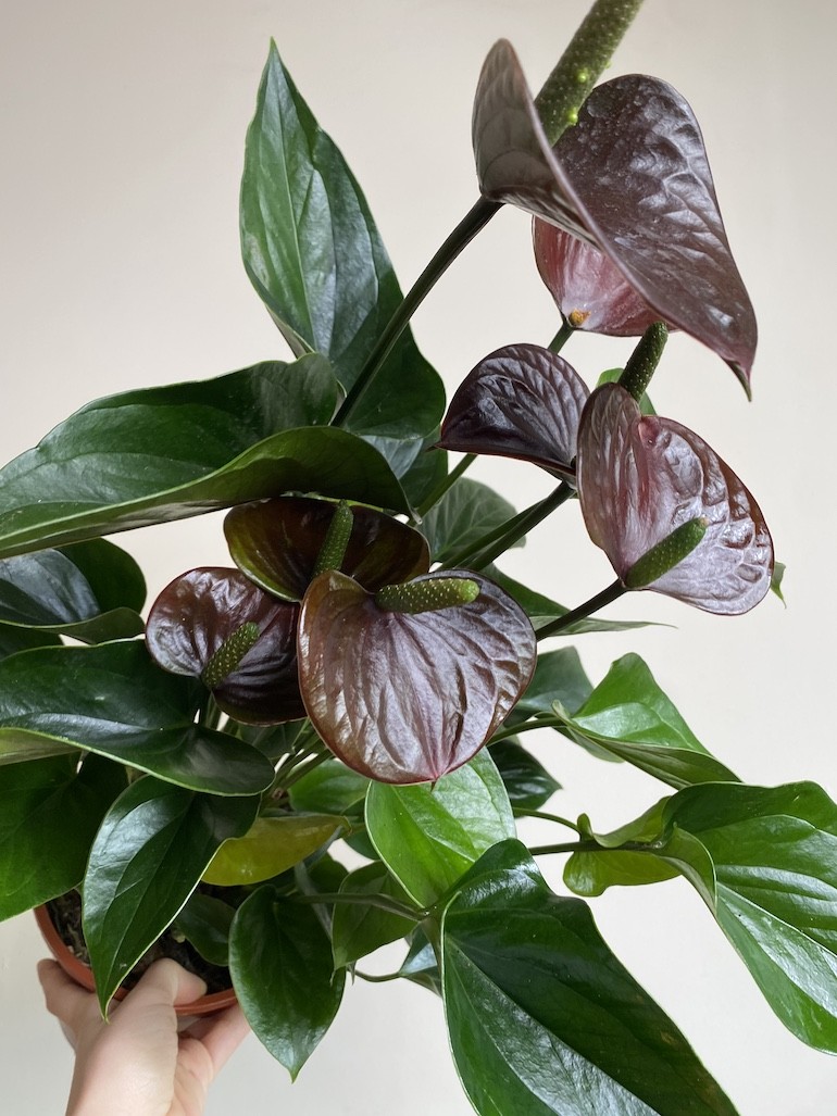 Anthurium Chocolate