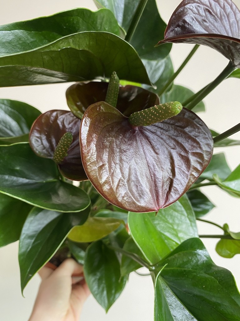 Anthurium Chocolate