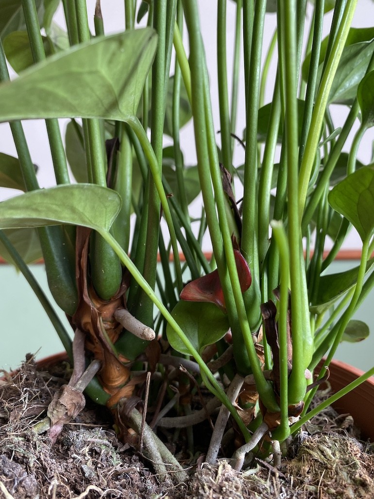 Anthurium Chocolate