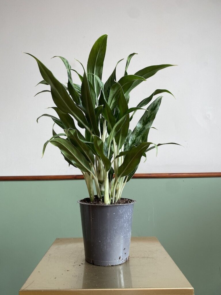 Aglaonema Cutlass