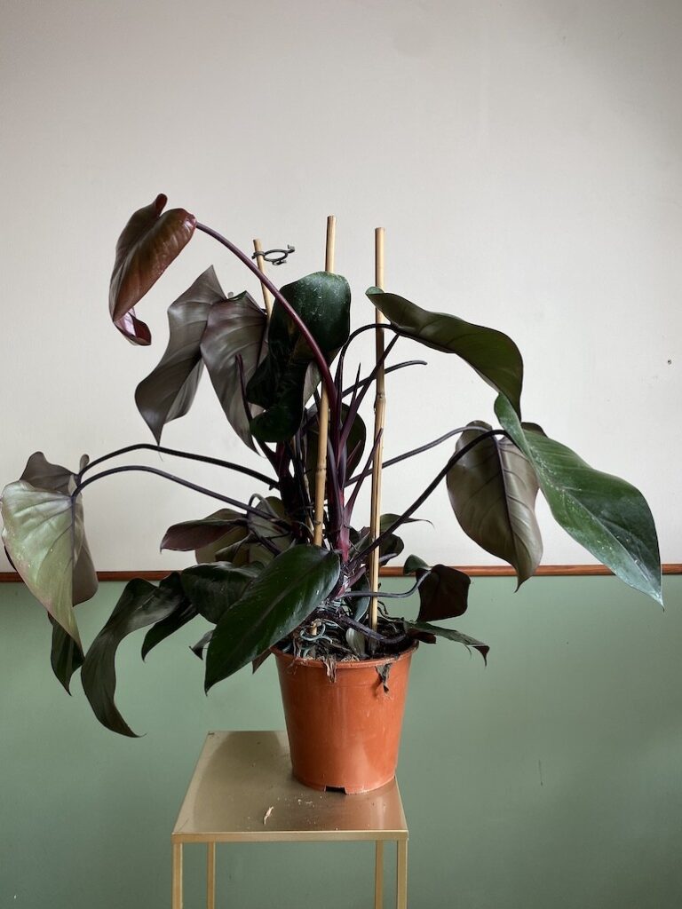Philodendron Twin Wings