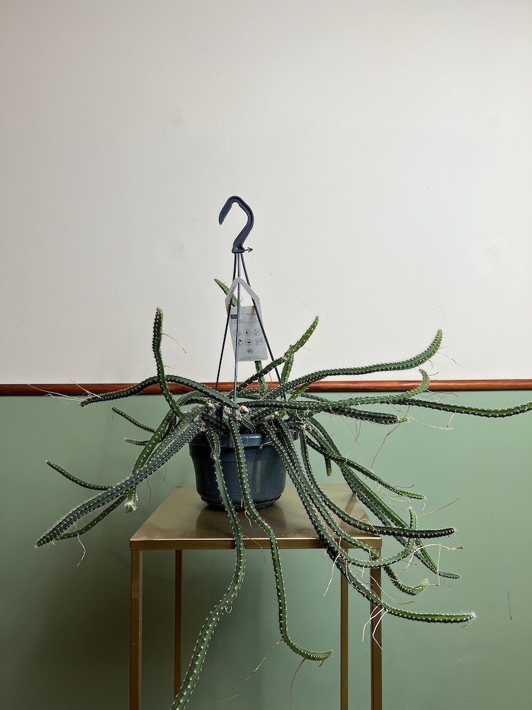 Selenicereus grandiflorus |Kaktus