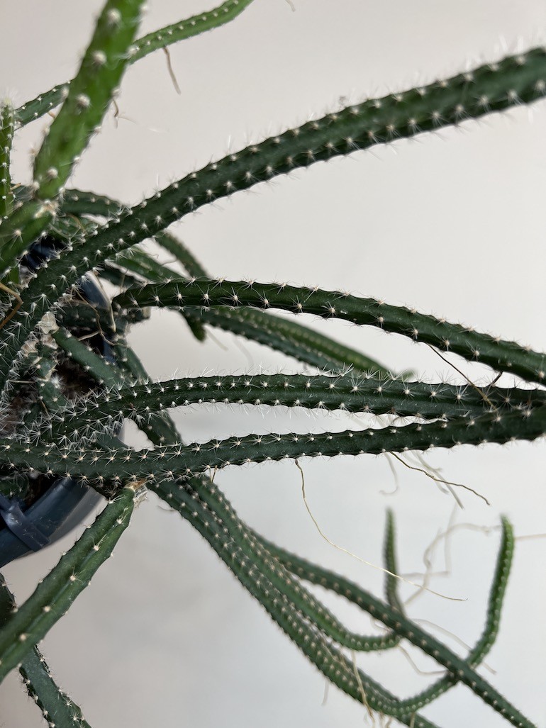 Selenicereus grandiflorus |Kaktus