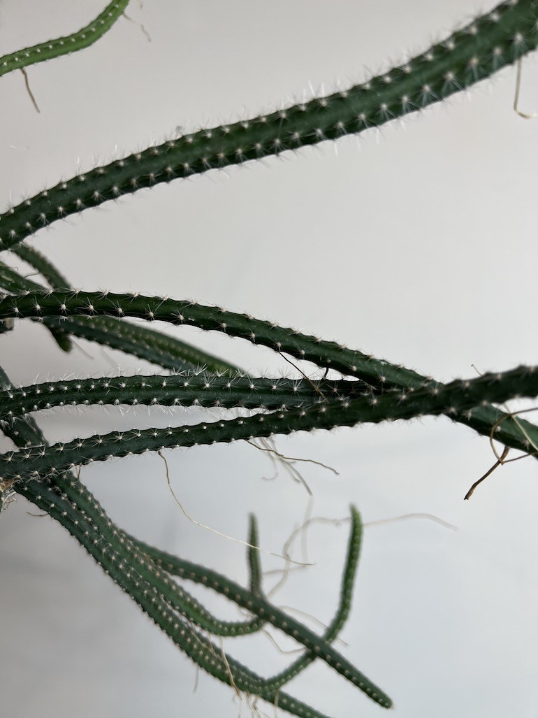 Selenicereus grandiflorus |Kaktus