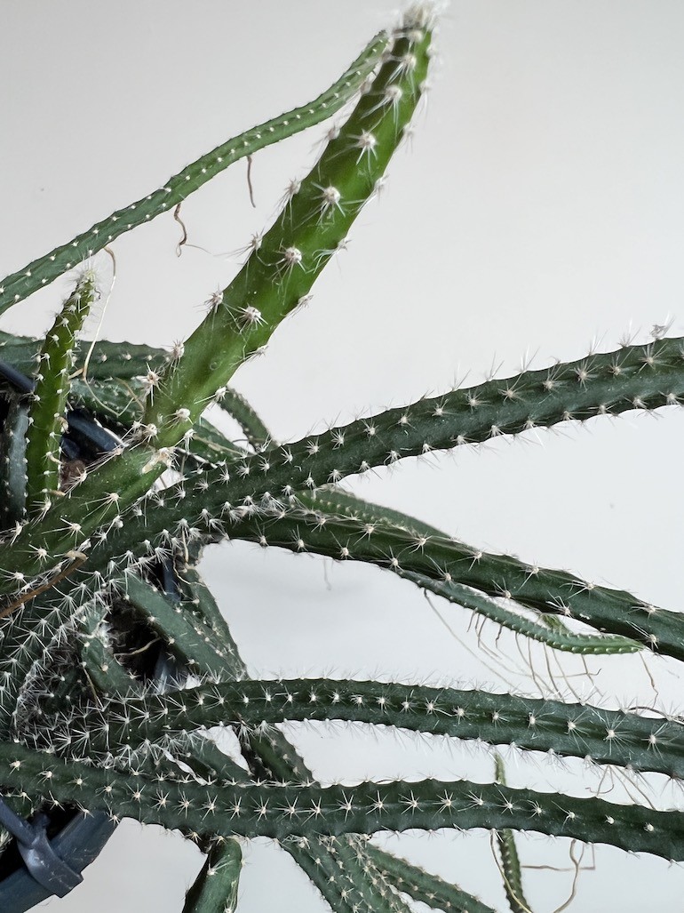 Selenicereus grandiflorus |Kaktus