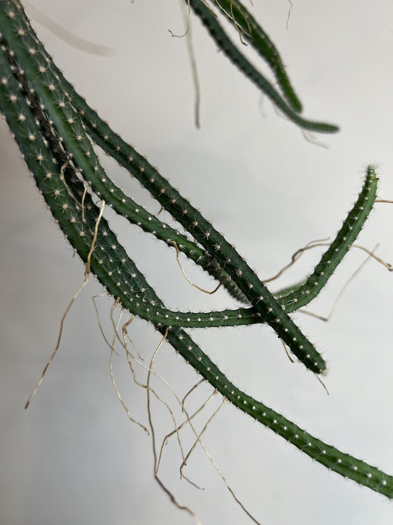 Selenicereus grandiflorus |Kaktus