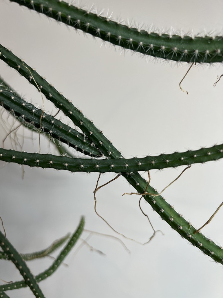Selenicereus grandiflorus |Kaktus