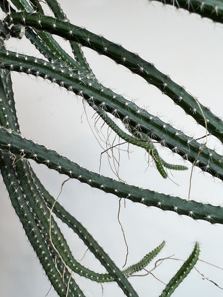 Selenicereus grandiflorus |Kaktus