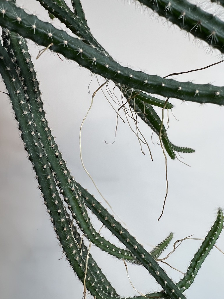 Selenicereus grandiflorus |Kaktus