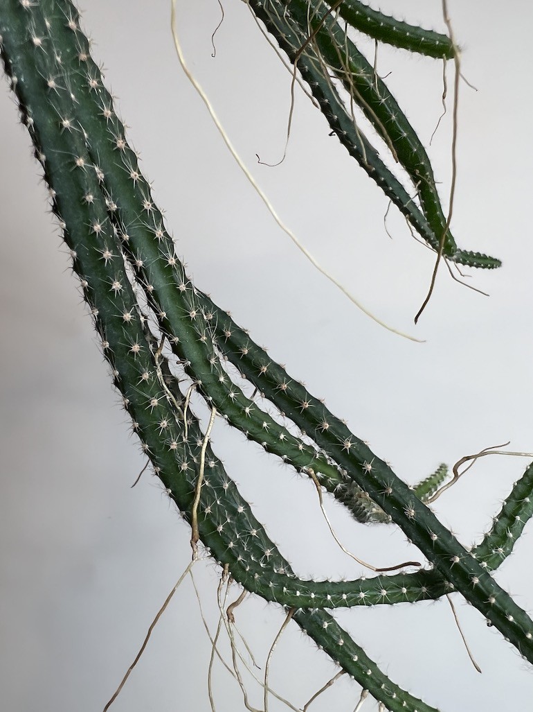 Selenicereus grandiflorus |Kaktus