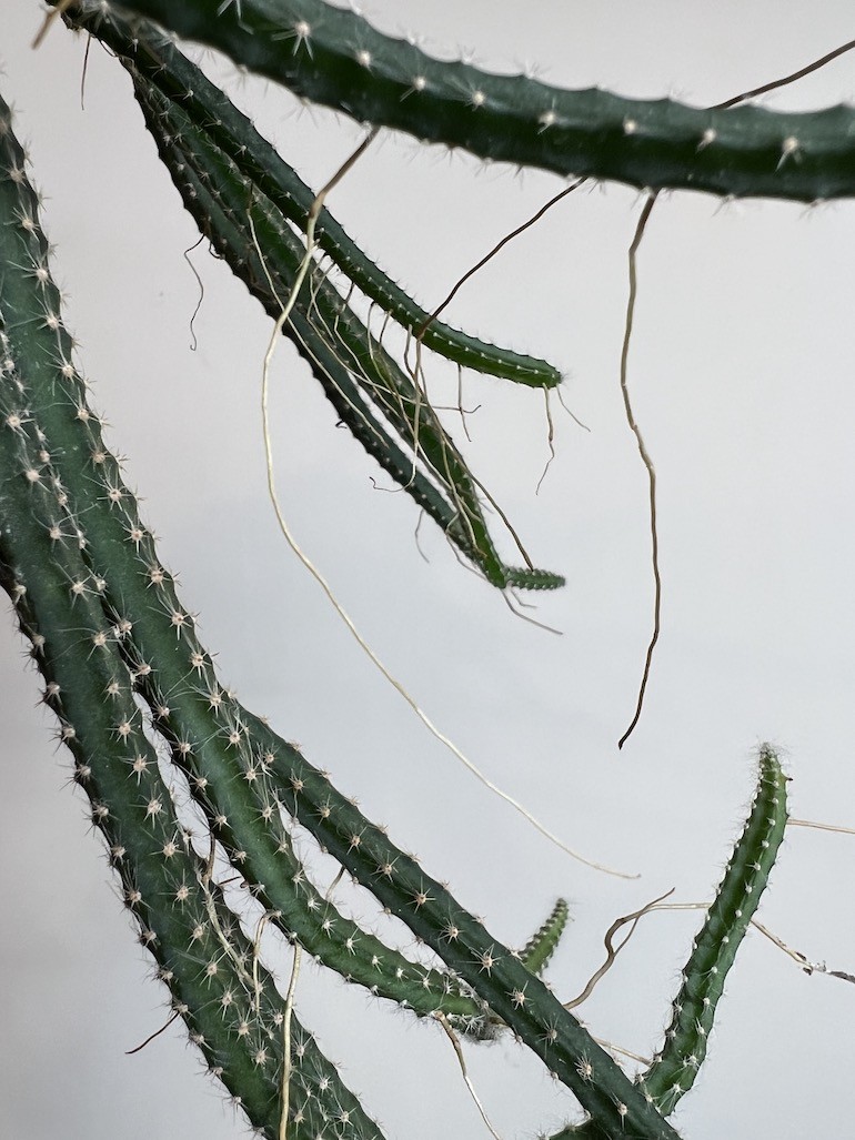 Selenicereus grandiflorus |Kaktus