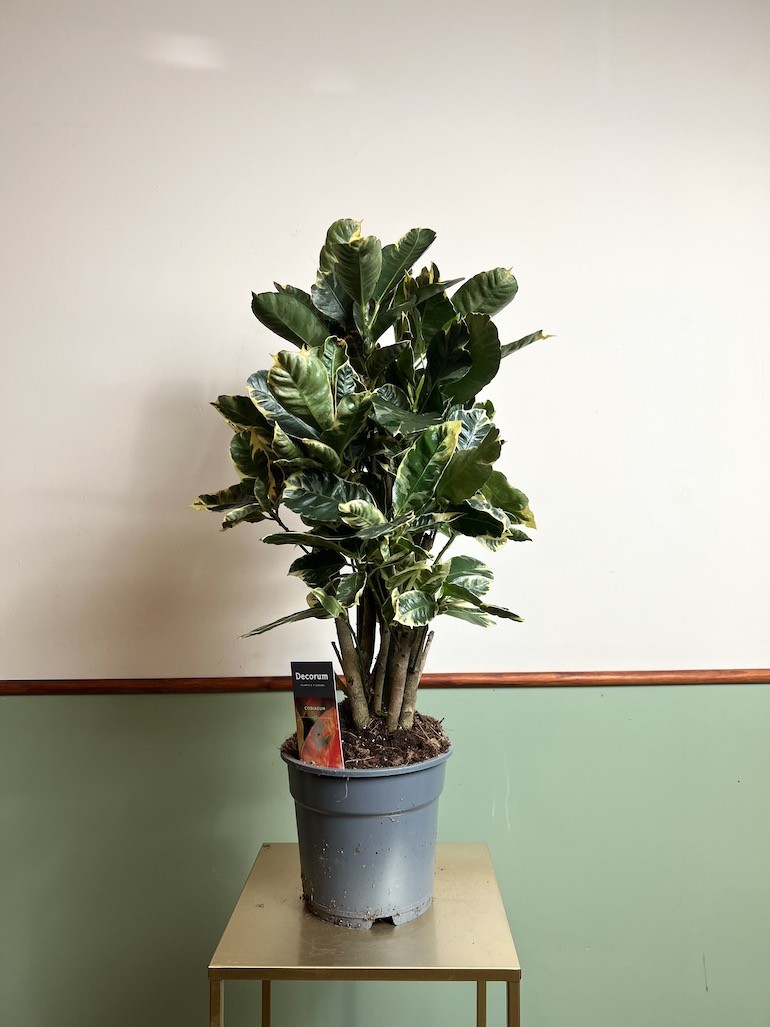 Codiaeum Eburneum
