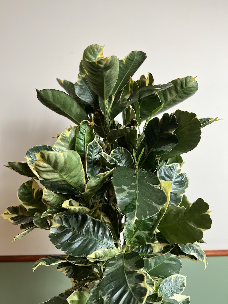Codiaeum Eburneum
