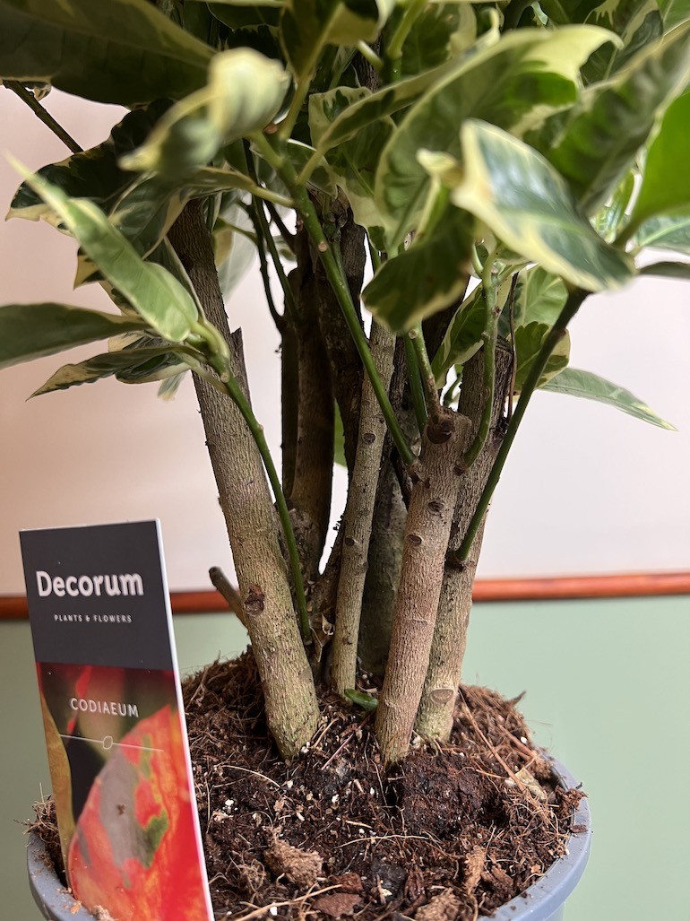 Codiaeum Eburneum
