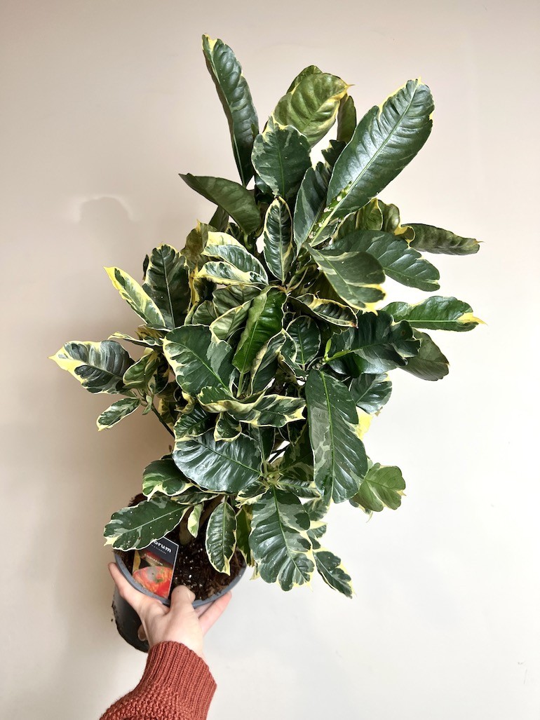Codiaeum Eburneum