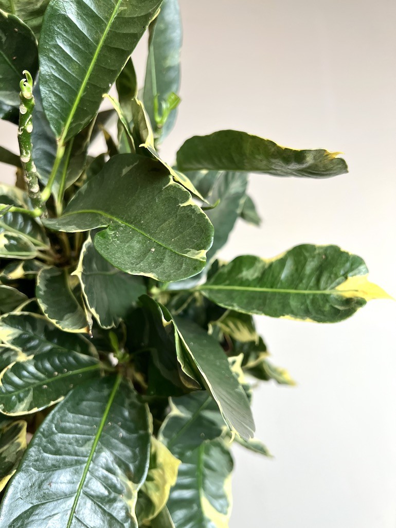 Codiaeum Eburneum