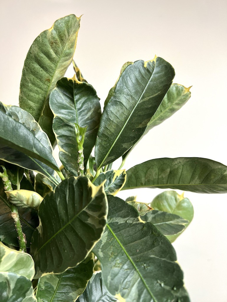 Codiaeum Eburneum