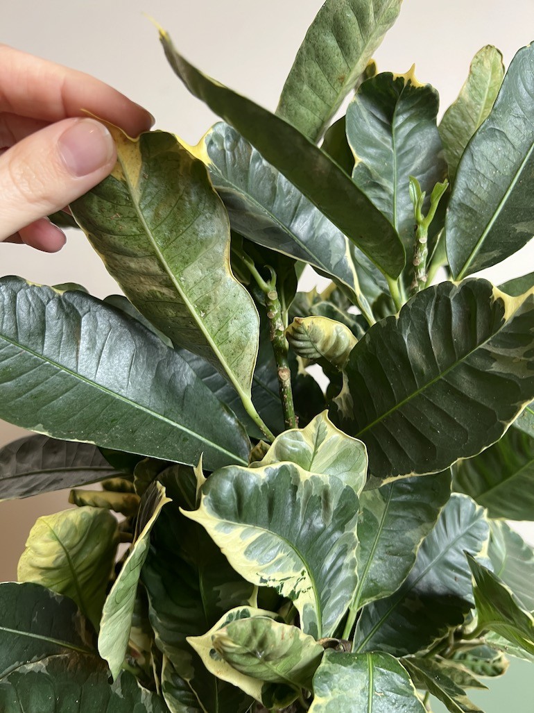 Codiaeum Eburneum