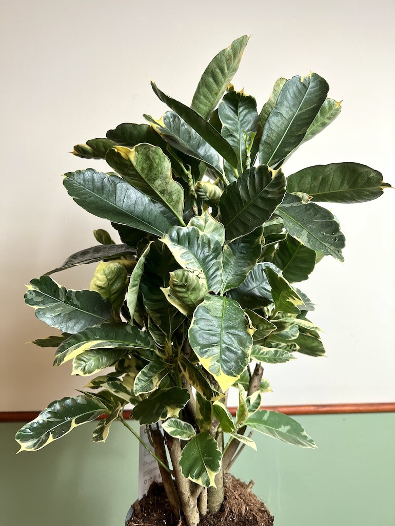 Codiaeum Eburneum