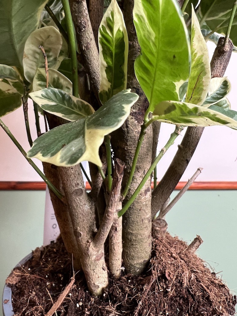 Codiaeum Eburneum