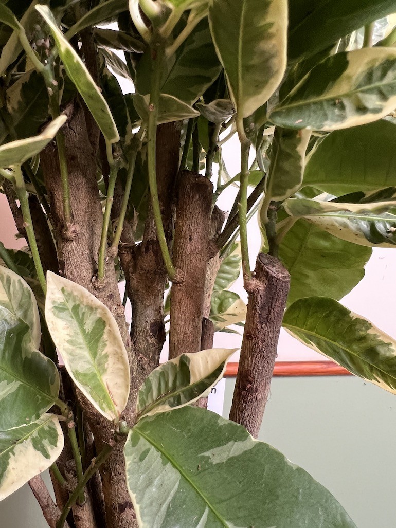 Codiaeum Eburneum
