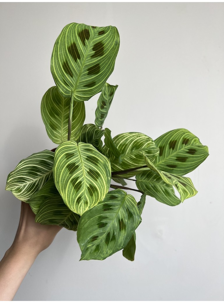 MARANTA FANTASY|Sadzonka Rośliny