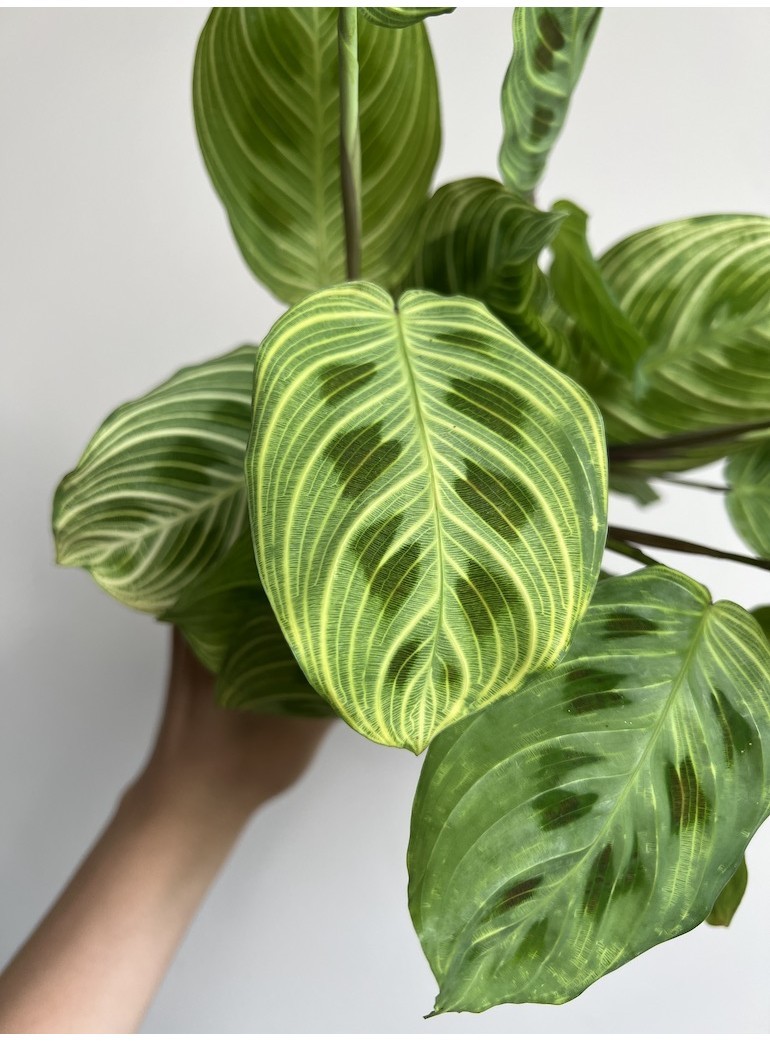 MARANTA FANTASY|Sadzonka Rośliny