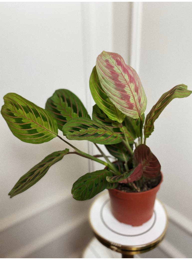 Maranta Fascinator Tricolor | sadzonka cięta