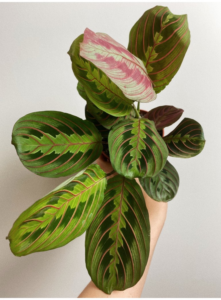 Maranta Fascinator Tricolor | sadzonka cięta