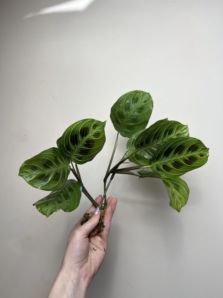 MARANTA FANTASY|Sadzonka Rośliny
