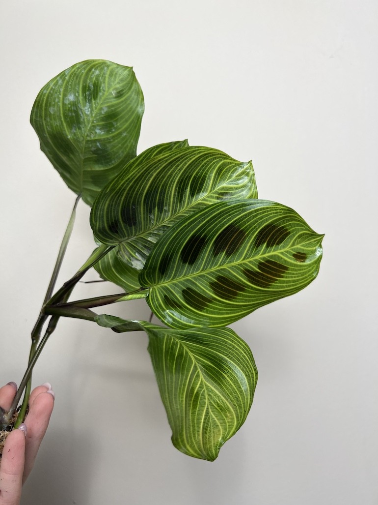 MARANTA FANTASY|Sadzonka Rośliny