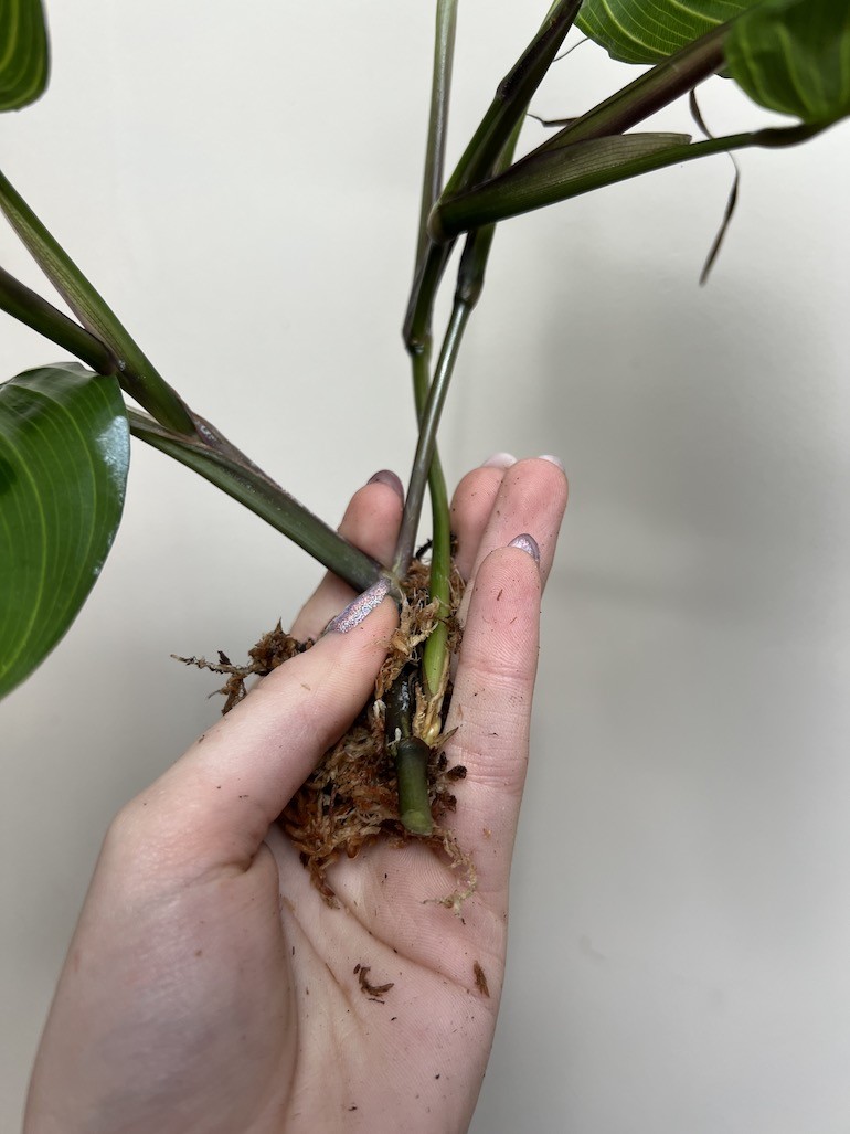 MARANTA FANTASY|Sadzonka Rośliny