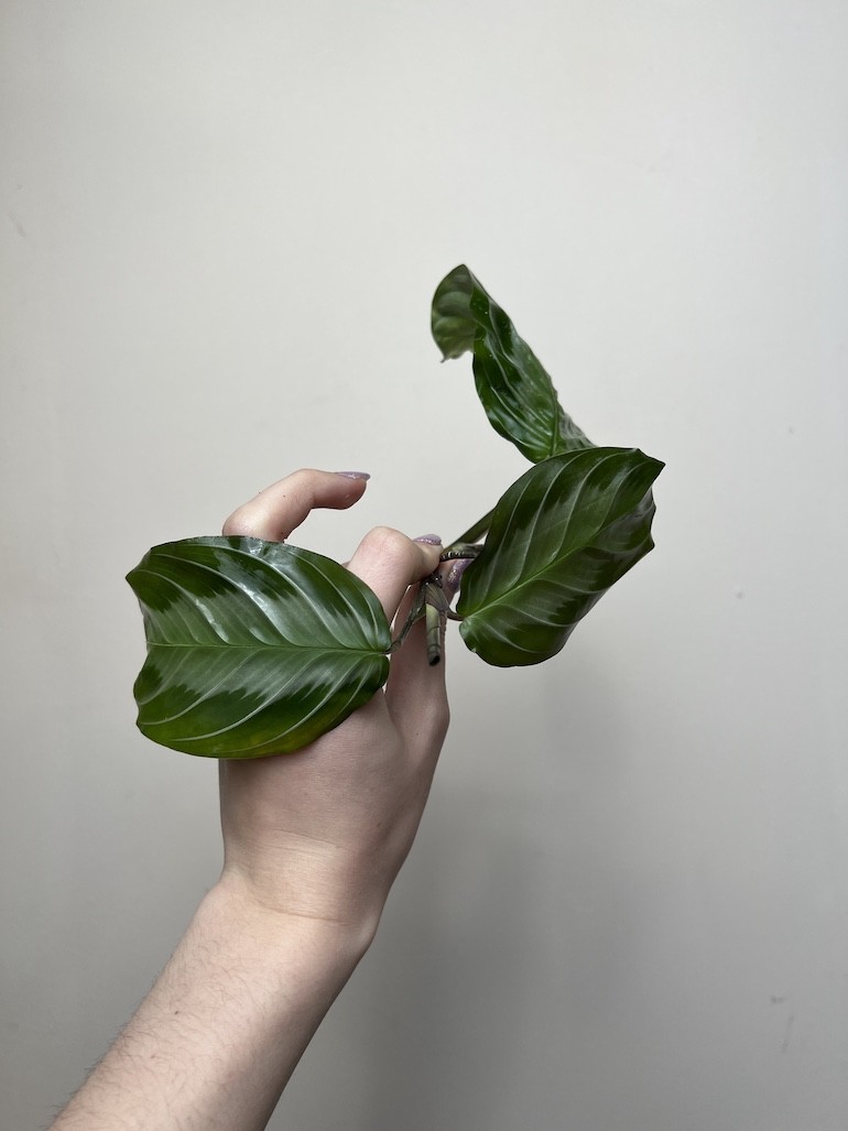 Maranta Exclusive Grey | Sadzonka Cięta