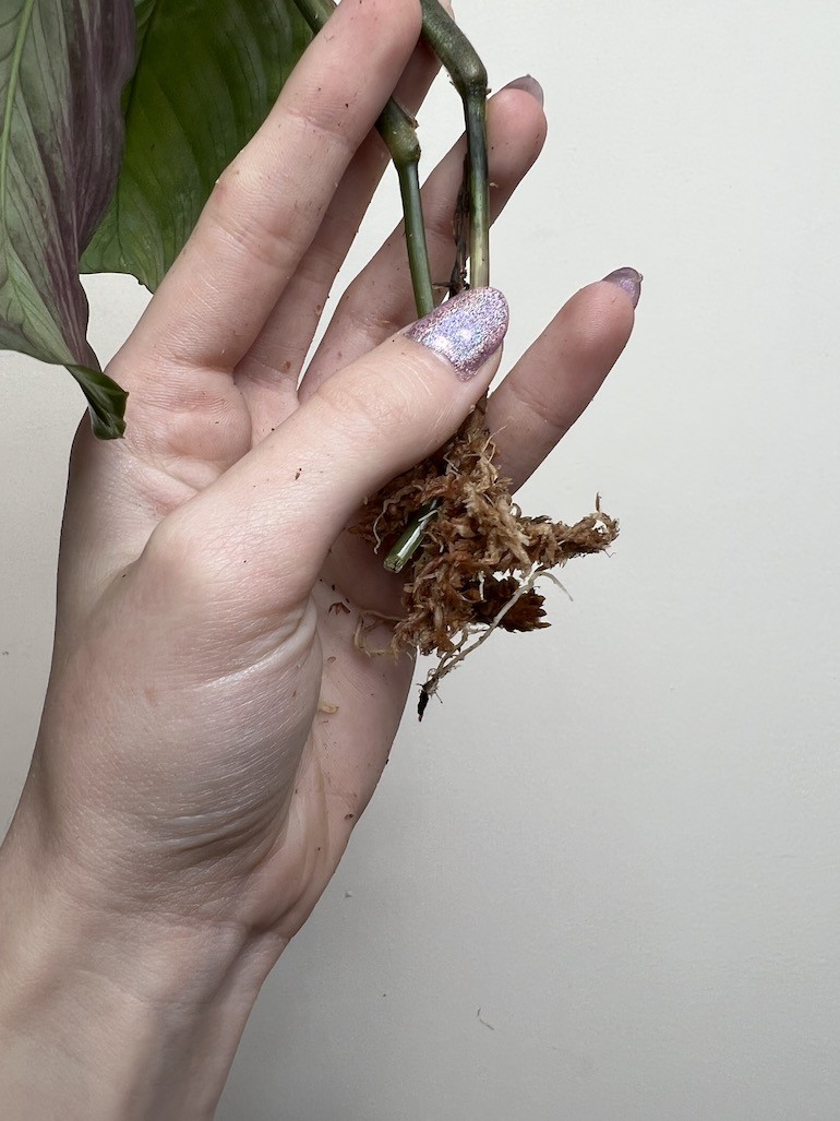 Maranta Exclusive Grey | Sadzonka Cięta