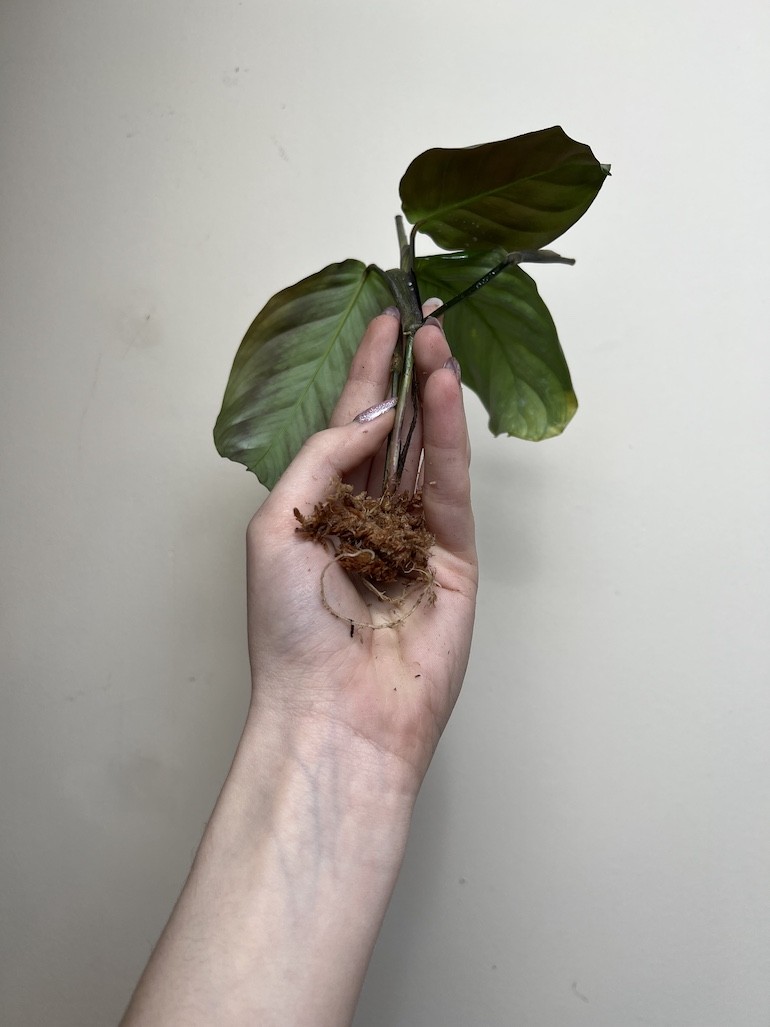 Maranta Exclusive Grey | Sadzonka Cięta