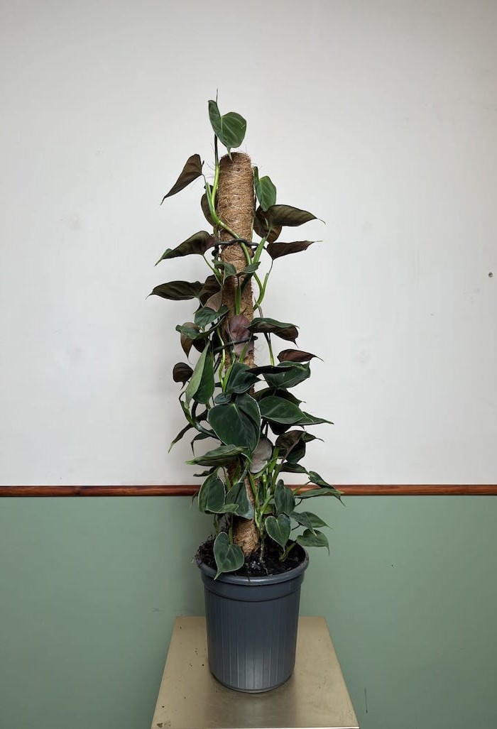 Philodendron Lupinum
