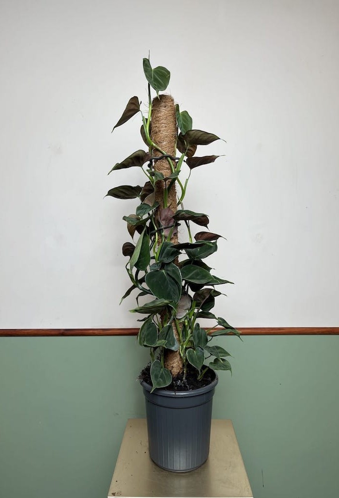 Philodendron Lupinum