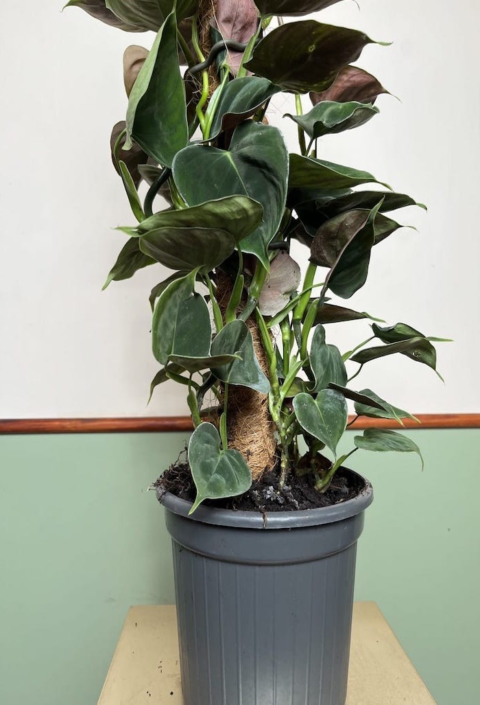 Philodendron Lupinum