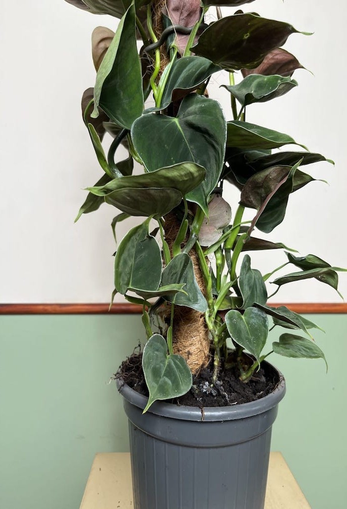 Philodendron Lupinum