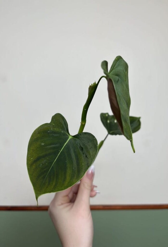 Philodendron Lupinum|Sadzonka Rośliny