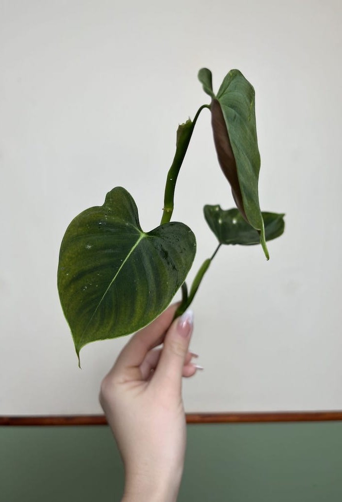 Philodendron Lupinum|Sadzonka Rośliny