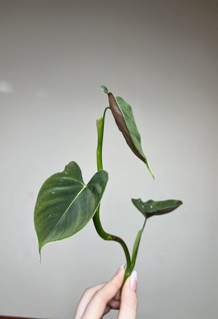 Philodendron Lupinum|Sadzonka Rośliny
