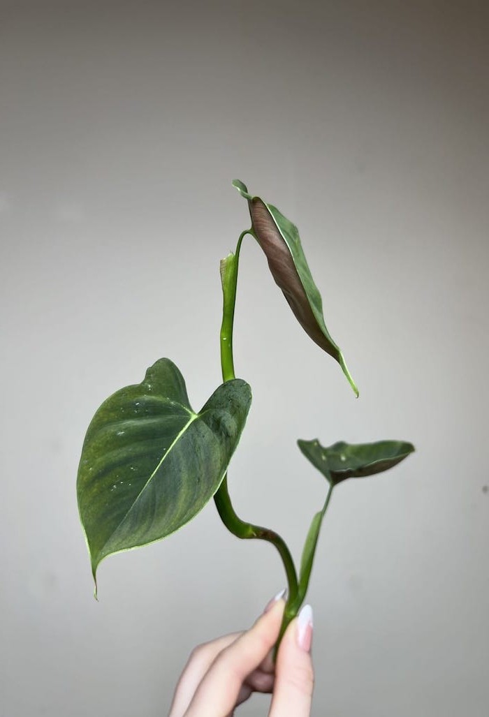 Philodendron Lupinum|Sadzonka Rośliny
